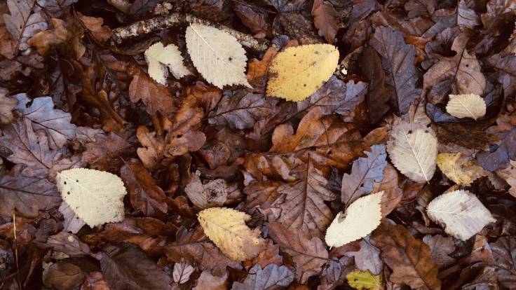 Brown and yellow autumn leaves