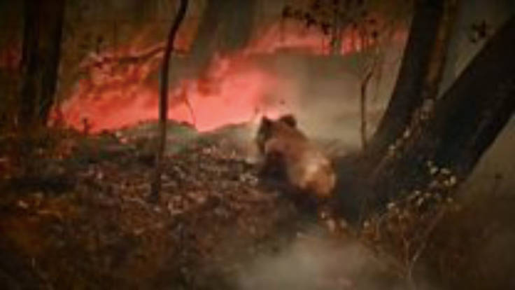Koala in bush fire