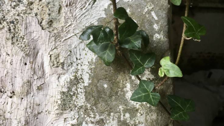 Ivy on an old whitewashed wall