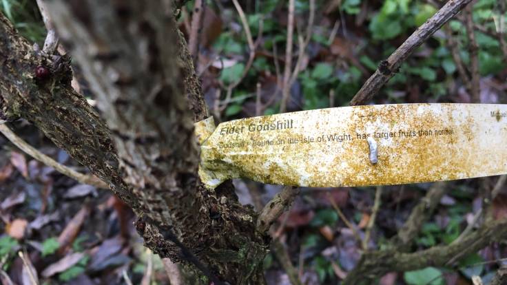 Algae covered label round Elder tree, says Elder Godshill