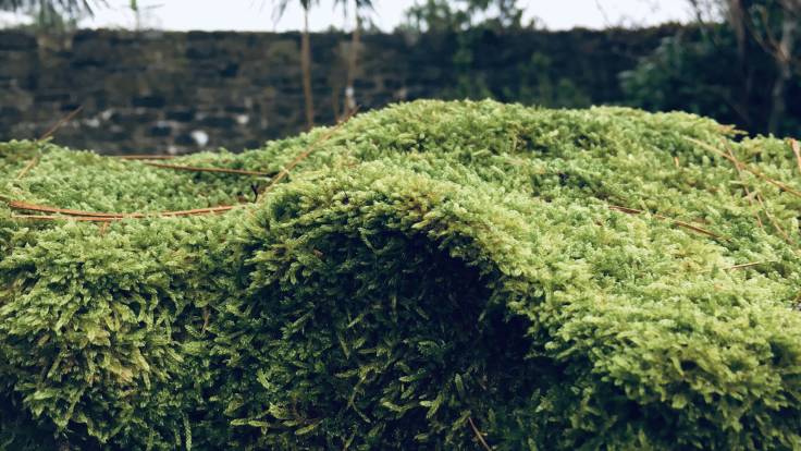 Close-up of moss, wall in the background