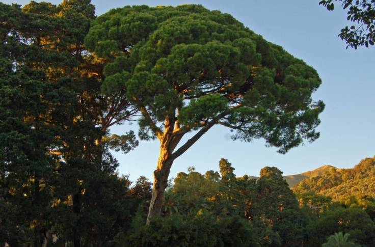 Pine against blue sky, next to other trees, low sun