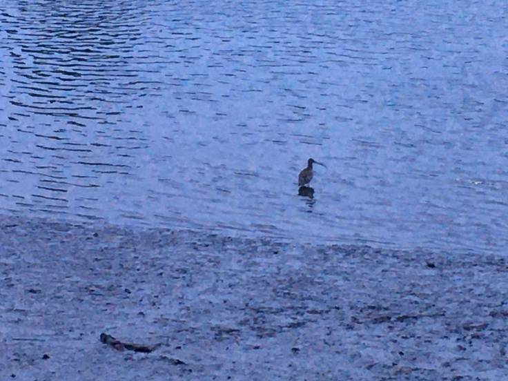 Wading bird in the water from afar
