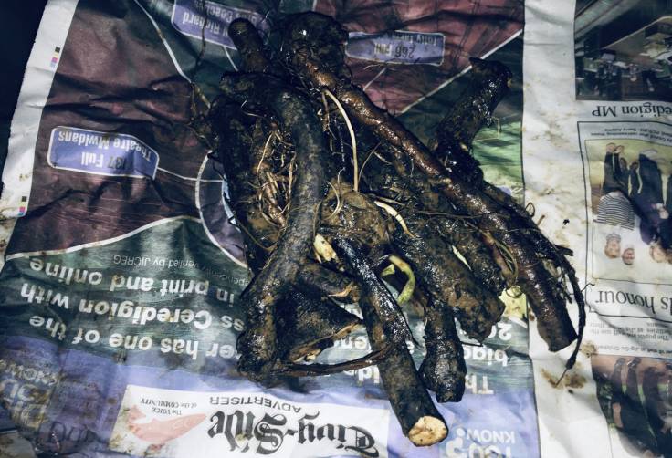Thick and chunky comfrey root on damp newspaper by flashlight