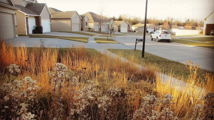 Autumn native flower bed in suburbia