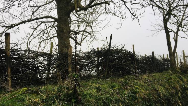 Dead hedge under trees