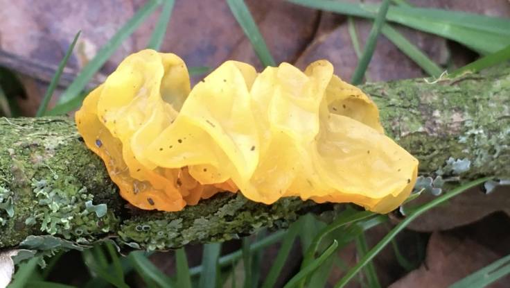 Yellow Brain fungi on lichen covered branch