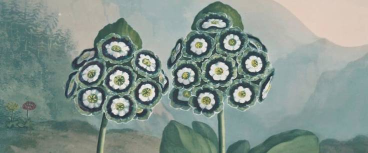Painting of Auricula