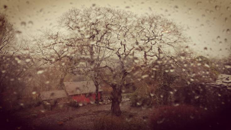 Big tree through rainy window