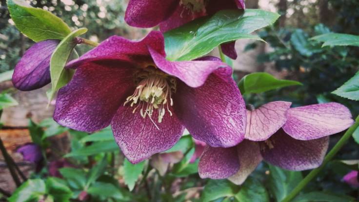 Purple dangly Hellebore flowers
