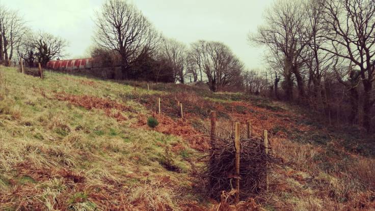 Dead hedges in autumn on a steeply sloping field