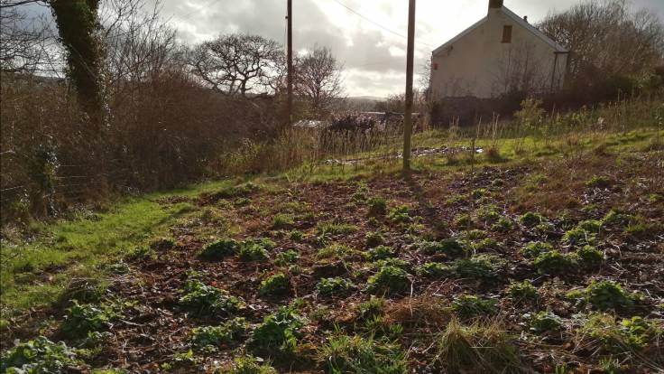 Clumps of comfrey looking toward the sun and the house