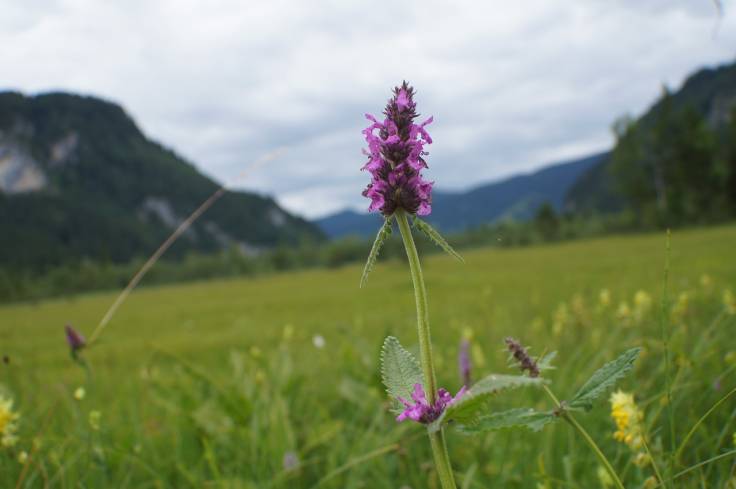 Purple flower in meadow, hills in background