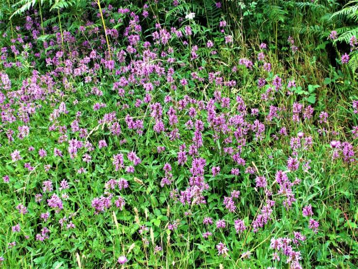 Big patch of purple spiked flowers