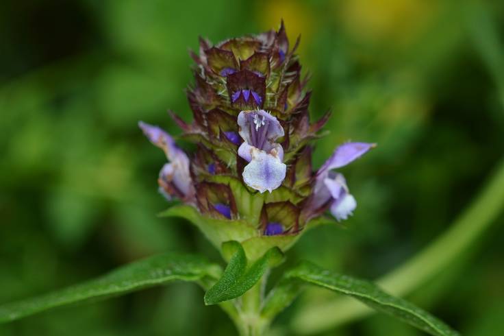 Flower head with couple of small purple flowers