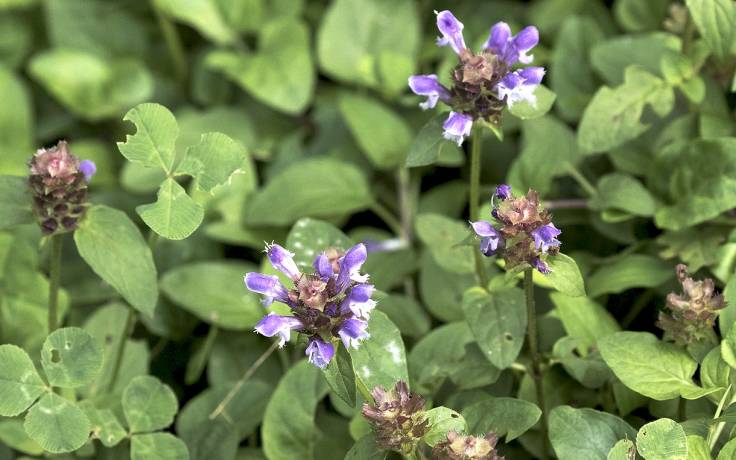 Green leaves and pale purple flowers