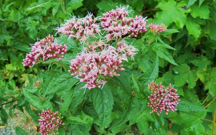 Mute pink multi-flowered Hemp Agrimony