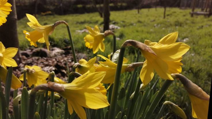 Yellow daffodils