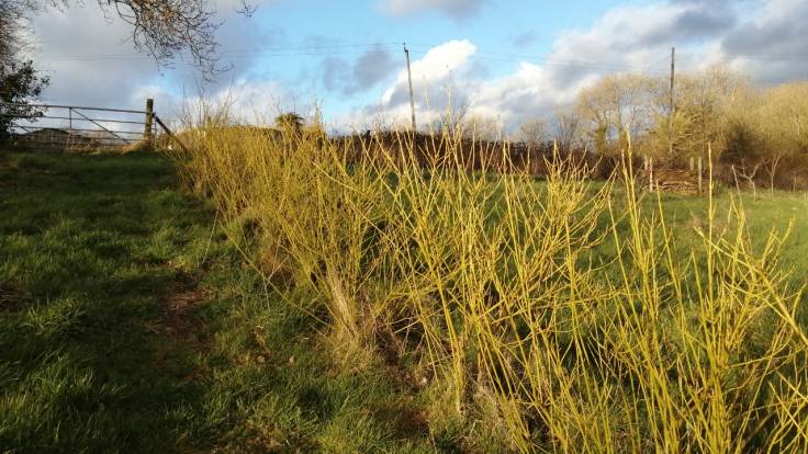 Yellow Dogwood windbreak hedge