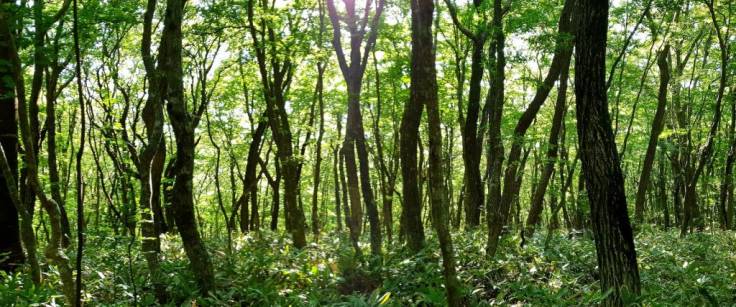 Green woodland