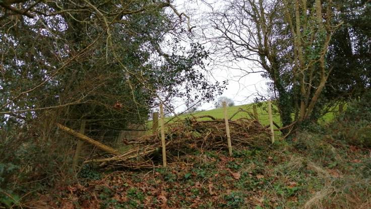 Dead hedge in a hedge