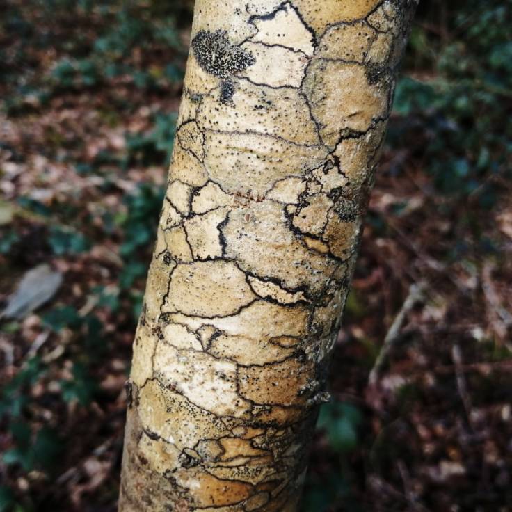 Mosaic bark of Ash sapling
