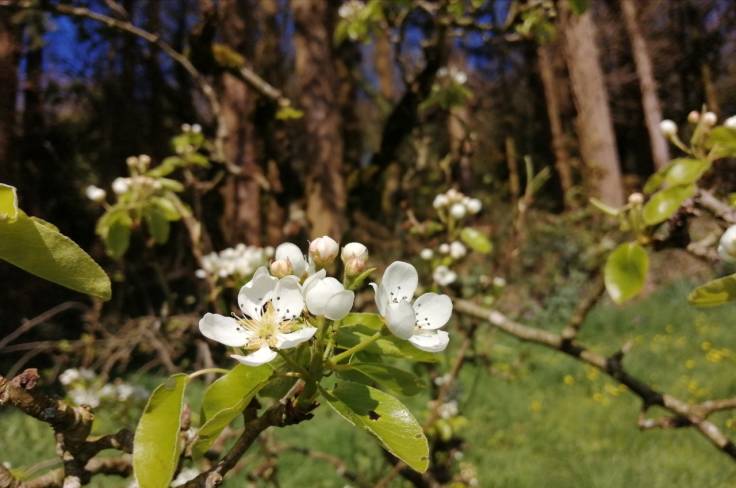 White apple blossom with tall conifer stand behind, blue sky beyond