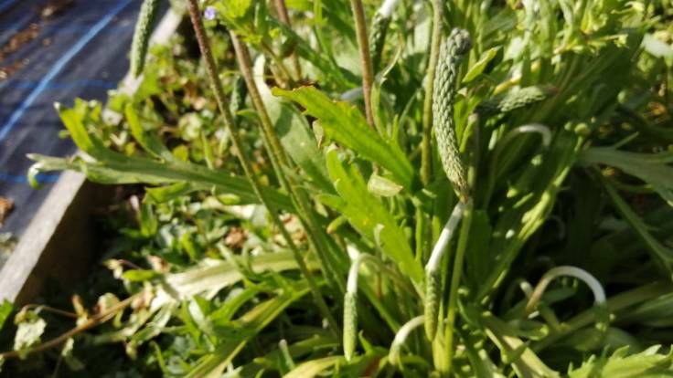 Dangly green flower head of plantain, toothed leaves just visible