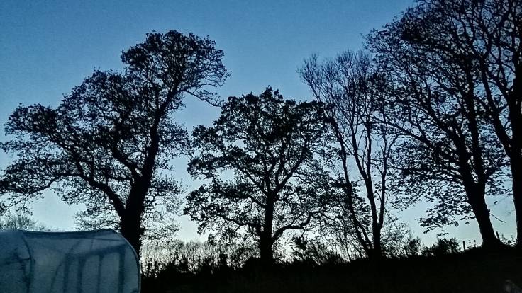 Silhouette of trees against blue evening sky