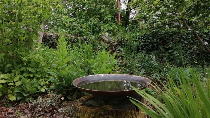 Metal water bowl in a green flower bed
