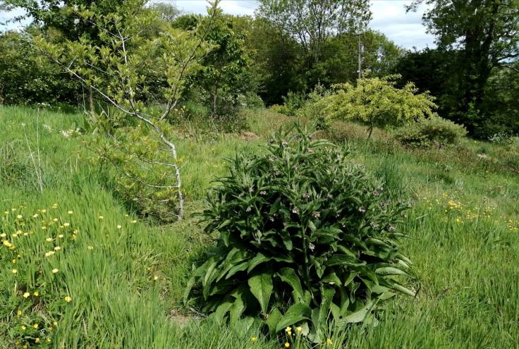 Clump of comfrey in front of young trees, in grass