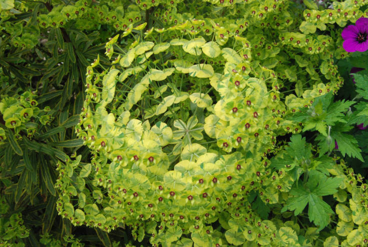 Lime green leafy bract spherical flower head