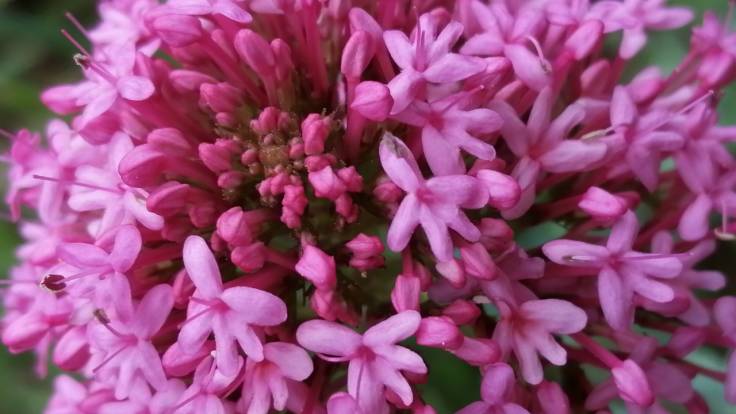 Close up of lots of little tubey pink flowers