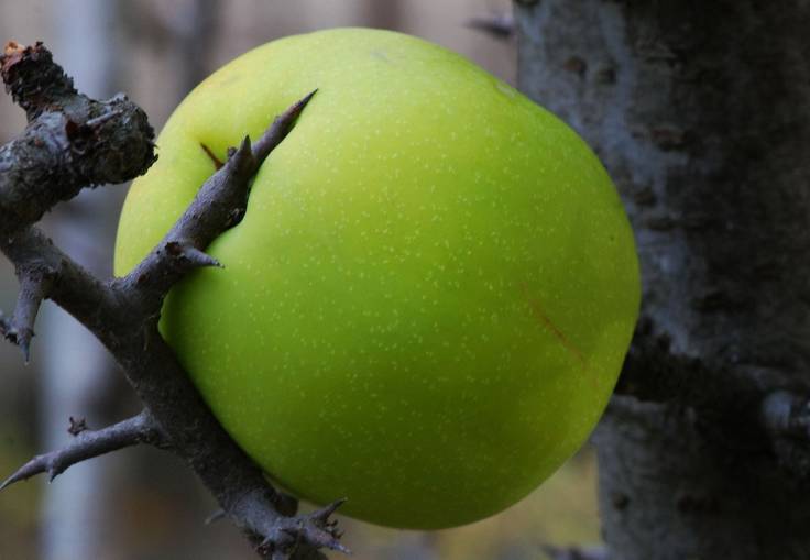 Green quince fruit squished & still on the shrub