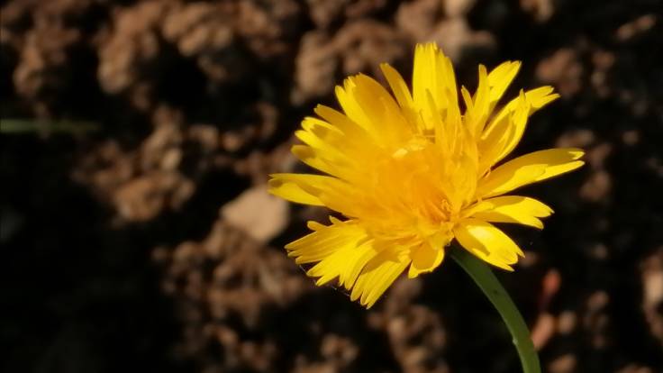 Close up yellow dandelion type flower