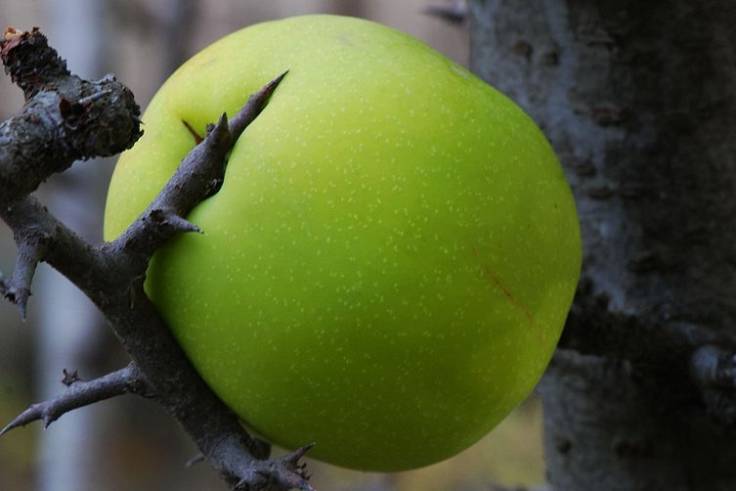 Green quince