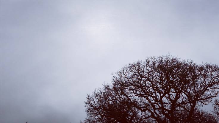 Grey cloud, leafless crown of oak tree