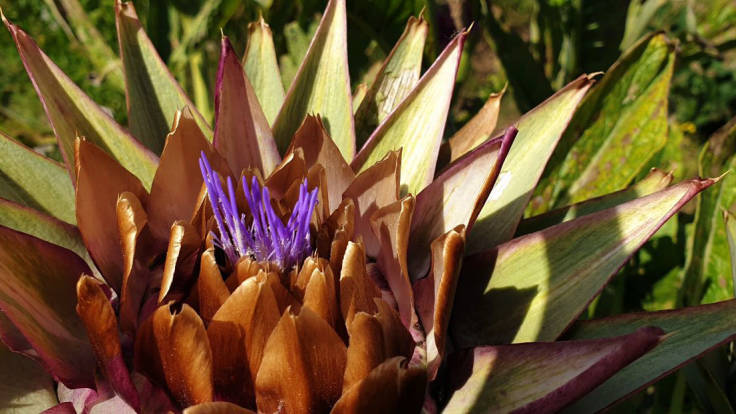 Spikey Globe Artichoke flower