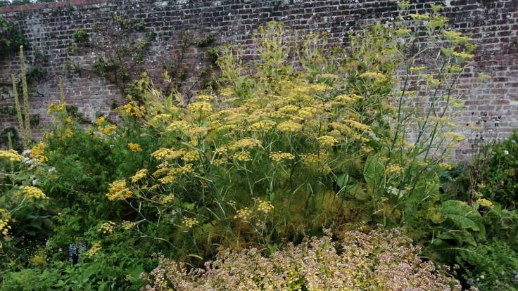 Tall Fennel in a herb garden bed with stone wall behind