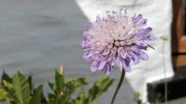 Close-up of lilac blue flower