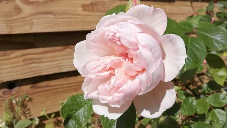 Pink rose