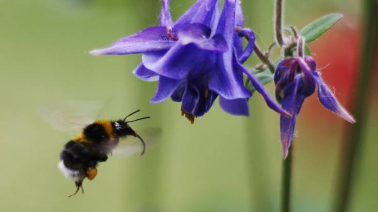 Bee pollinating blue Columbine flower