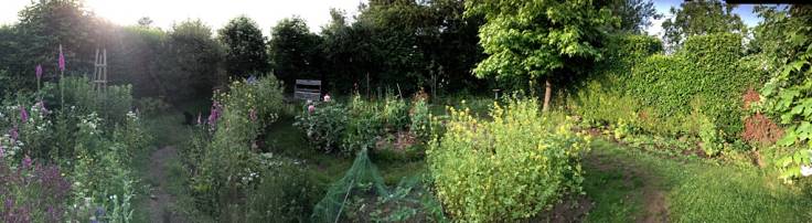 Panorama of back garden in flower