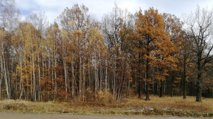 Oak & Silver Birch later in the year, edge of woodland