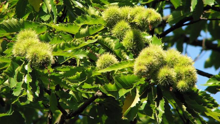 Spikey nut clusters of Sweet Chestnut