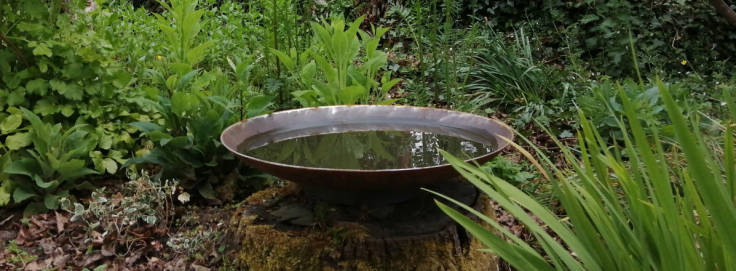 Water bowl on a stump in a garden bed