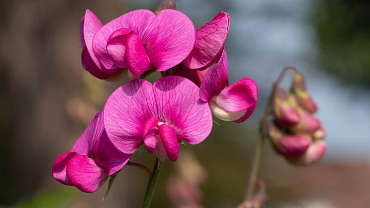 Pink Everlasting Pea flowers