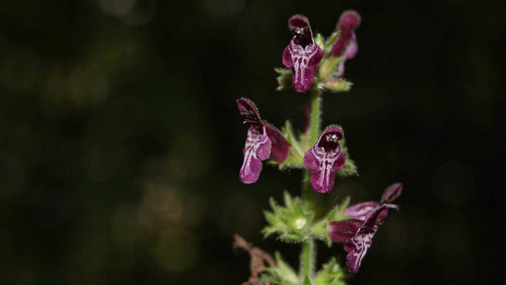 Close-up of purple flower spike against dark background