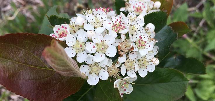 Close-up of white blossom