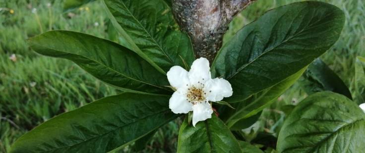 White Medlar blossom and dark green leaves